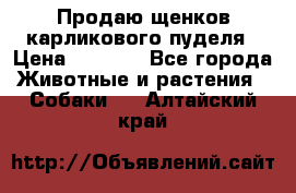 Продаю щенков карликового пуделя › Цена ­ 2 000 - Все города Животные и растения » Собаки   . Алтайский край